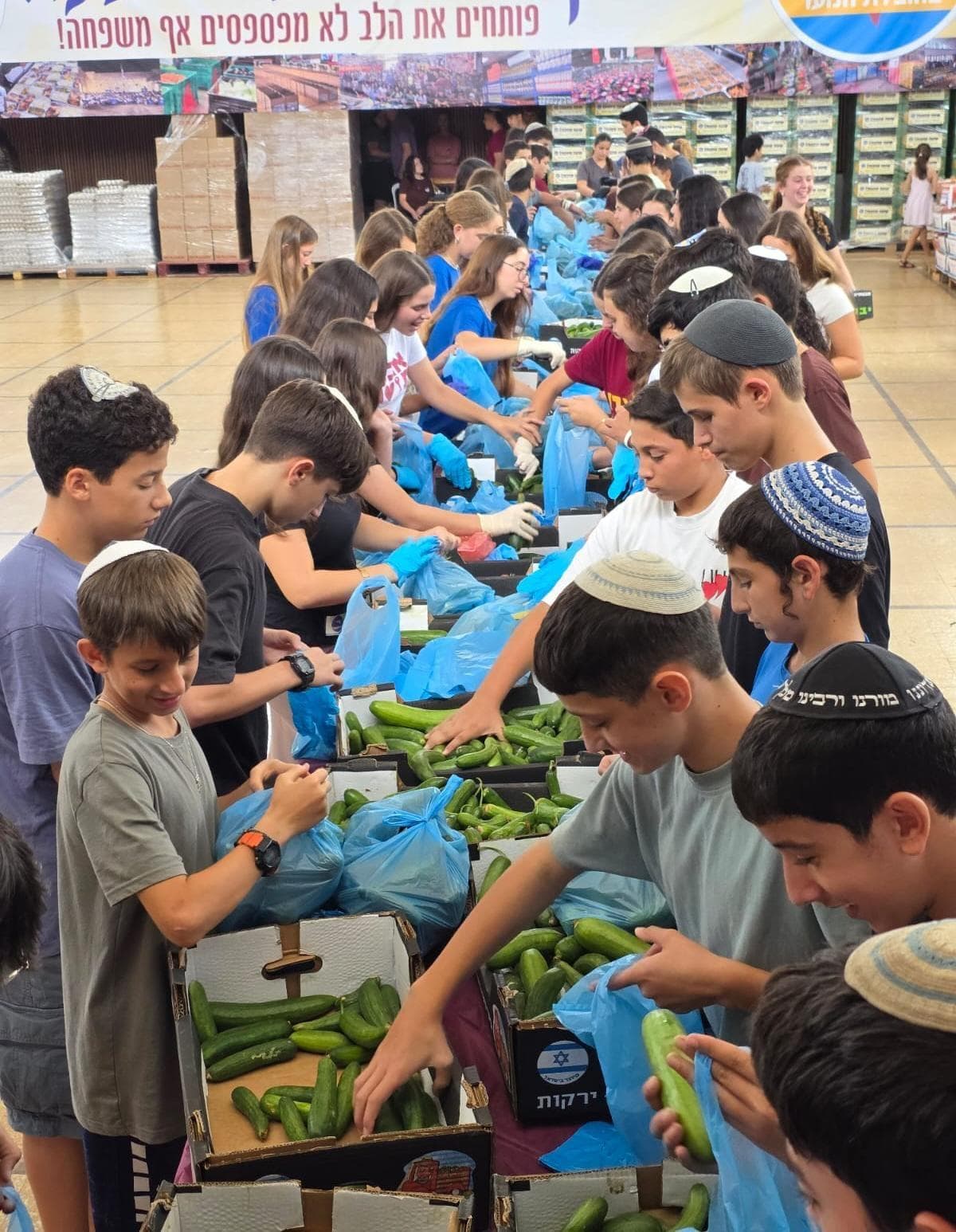 בני נוער ממיינים ירקות בשורות ארוכות